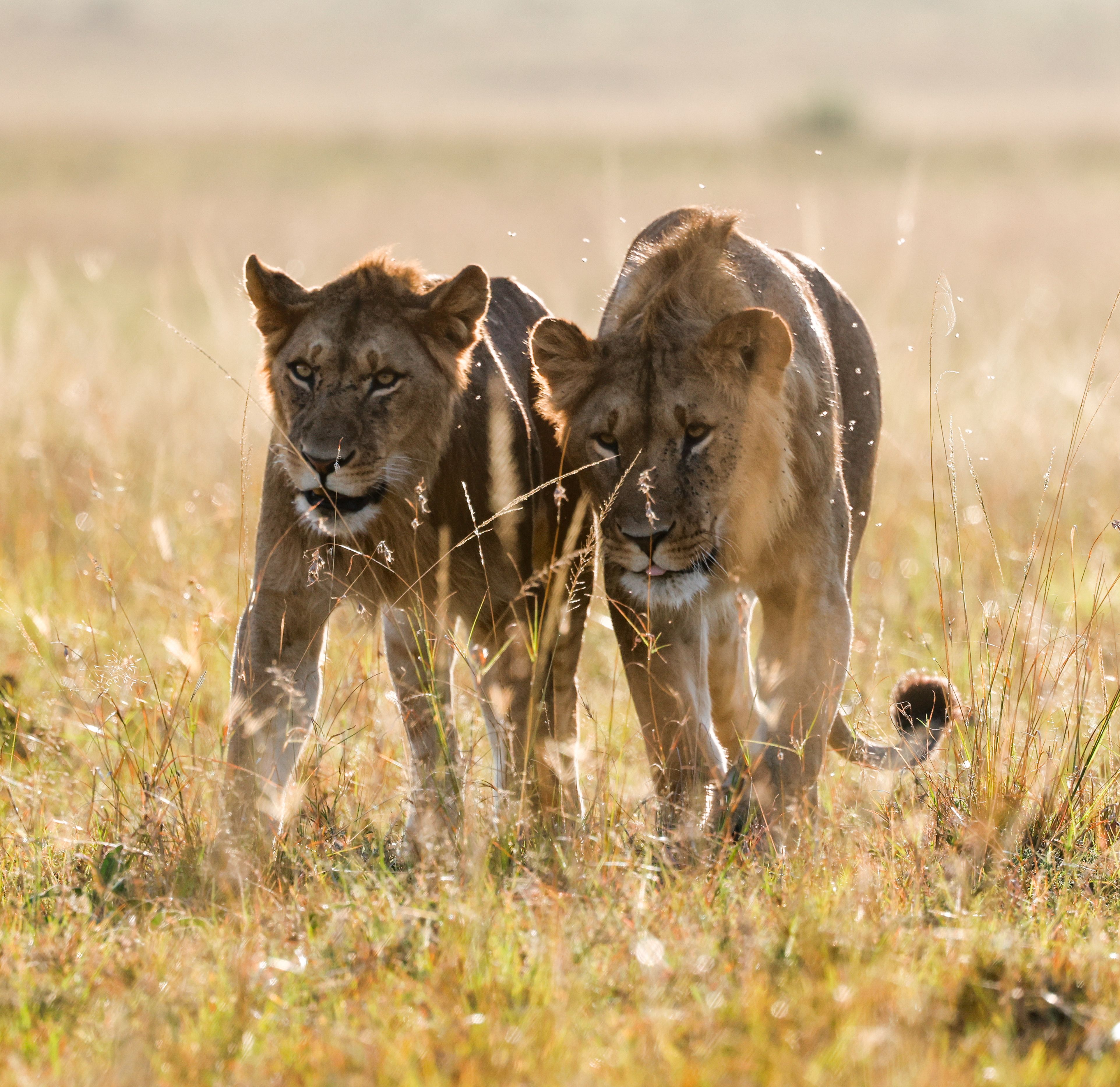 Maasai Mara - Local culture